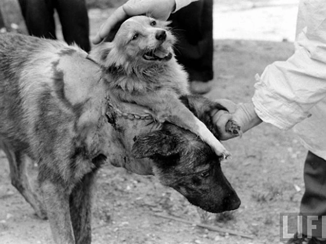 .Two-Headed Dog experiment in Russia, 1954