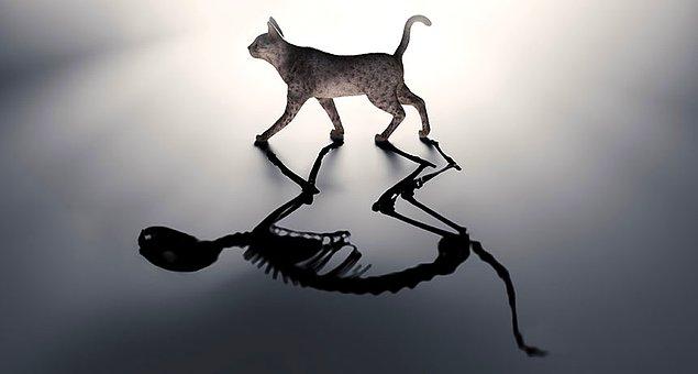 10. Schrödinger, meşhur kedisinin hem ölü hem diri olduğuna inanmıyordu.