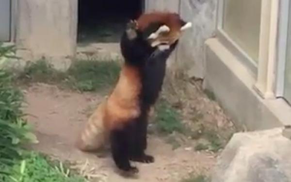 Red Panda Vs. The Rock Is The Cutest Animal Moment We Have Seen In A