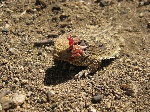 Finally, there is the horned lizards' best-known defense: blood squirting.