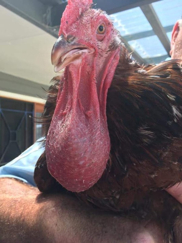 5. Эта... шея??