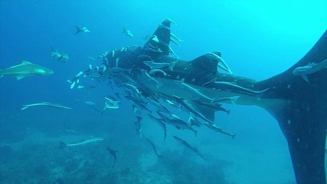 Dünyanın En Eşsiz Deneyimlerinden Birisi: Devasa Balina Köpek Balığına Eşlik Eden Köpek Balığı Sürüsü