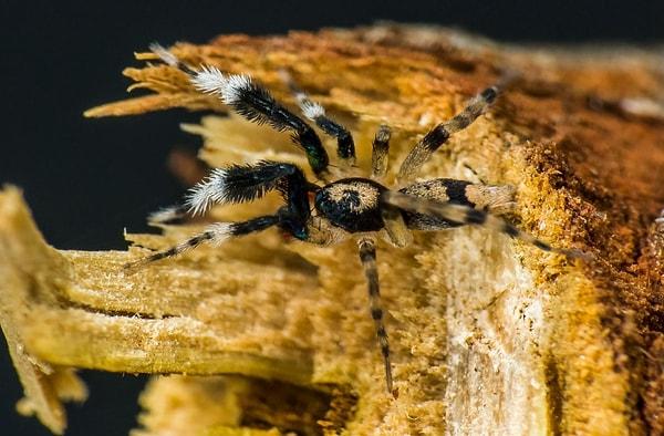 Avustralya'daki örümceklerin bu kadar çeşitli olması, ikliminin zenginliğine ve yağışlı olmasına etki ediyor.