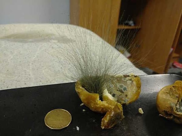 1. Can you tell us your feelings about this hairy potato?