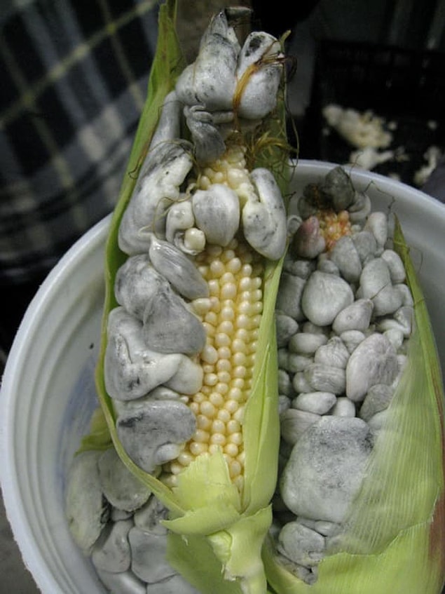 33. And finally, does this corn on the cob make you wanna light yourself on fire? 🌽☠