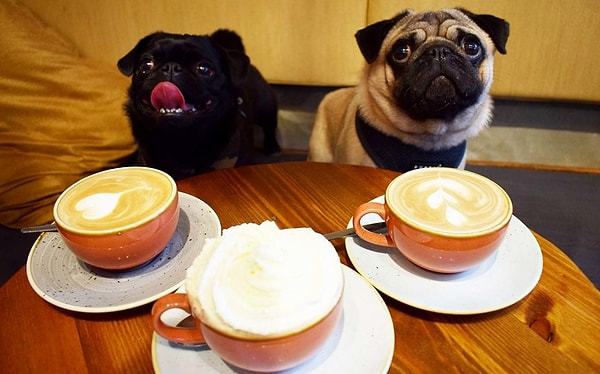 5. Посетителей ждет множество вкусняшек