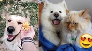 Mutluluğun Resmini Çizemedik Ama Fotoğraflarını Bulduk! Köpeklerin Gülümseten 23 Mutlu Anı