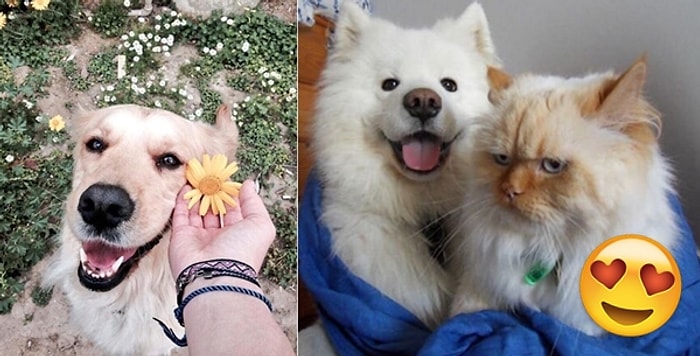 Mutluluğun Resmini Çizemedik Ama Fotoğraflarını Bulduk! Köpeklerin Gülümseten 23 Mutlu Anı