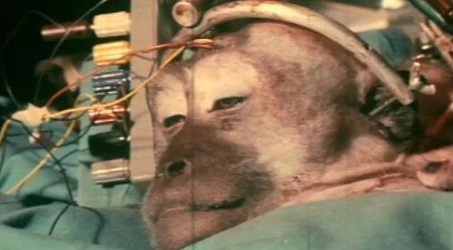 Or have you heard about the same doctor's monkey head transplant story?