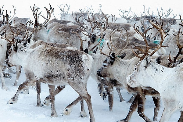 2. Сотрудники полиции отмечают, что браконьеры даже не целятся в оленей, они просто беспорядочно их расстреливают