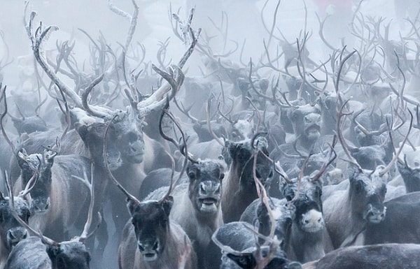 8. Эксперты боятся, что с такими прогнозами к 2020 году популяция оленей будет составлять всего 150 тыс.