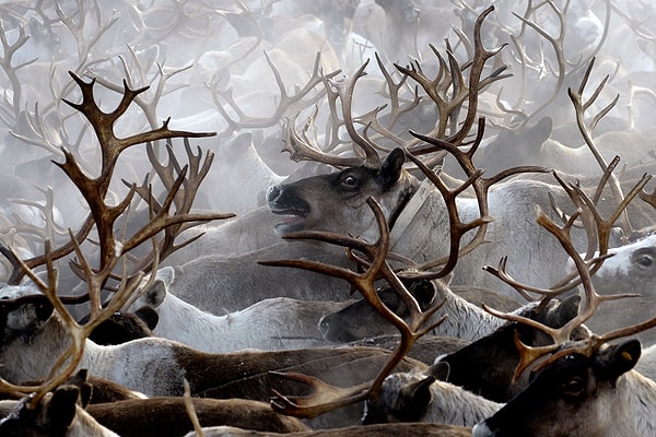 7. Помимо колоссальной угрозы браконьерства на популяцию оленей также влияют климатические изменения