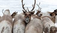 Массовое убийство 20 тыс. северных оленей в Сибири браконьерами