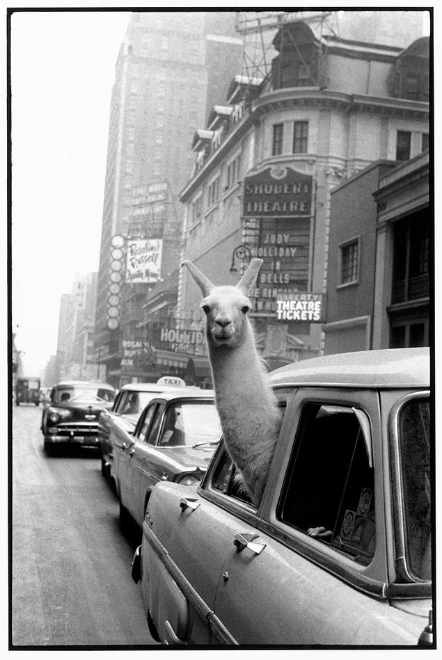 16. A Llama in Times Square