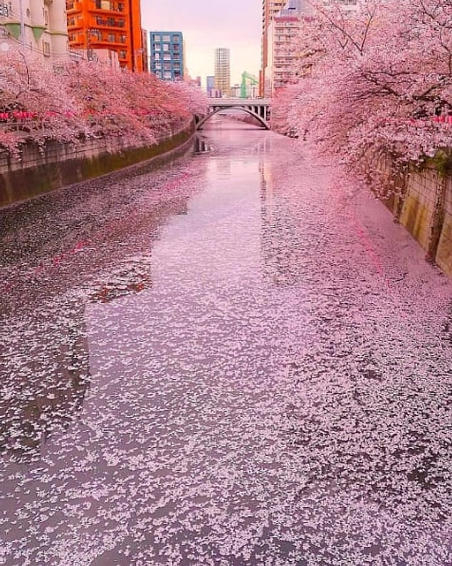 19. Japonya'dan alışılmış bir görüntü.