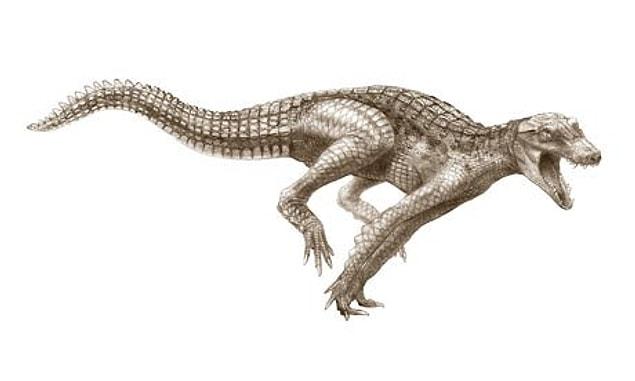 7. The size of crocodiles was once 5 feet (1.5 meters) and they were hunting animals by running in the Sahara desert.