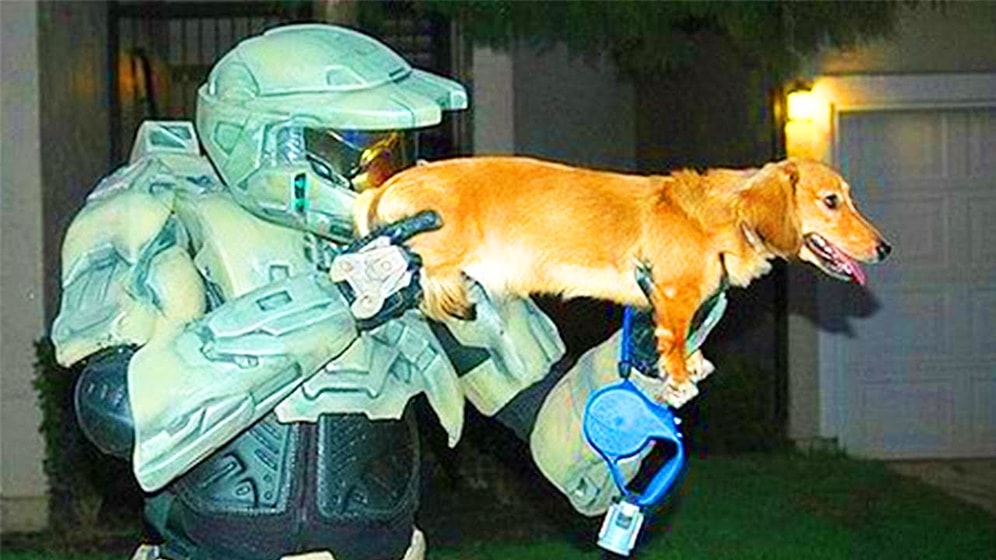 Взрывательные собаки, кошки-шпионки и еще 11 странных оружий, в существование которых сложно поверить