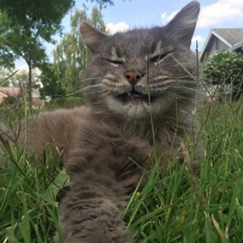 This cat was trying to take a selfie and captured himself yawning. π΄