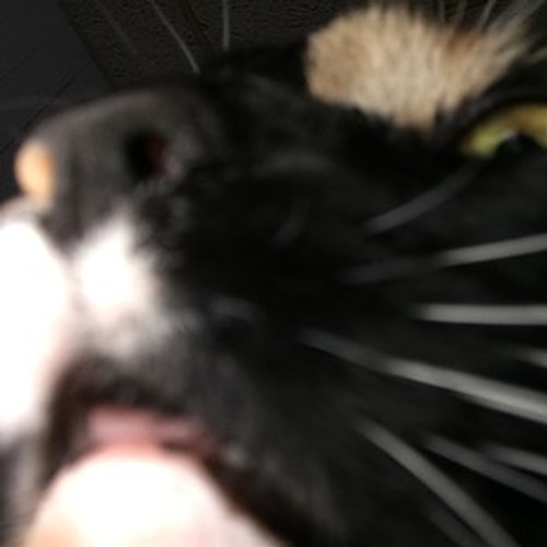 This kitty is a technophobe and clearly hasn't yet mastered how to work a front camera. π