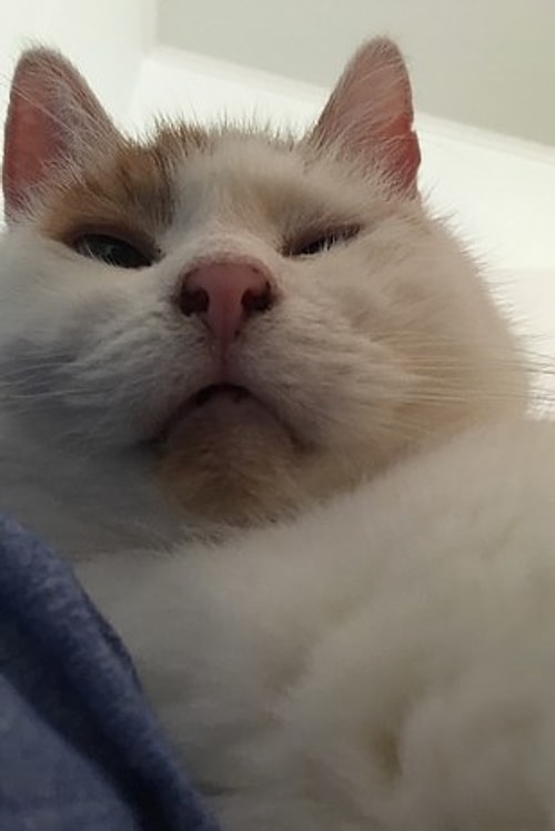 This cat's camera roll is just evidence that she's had enough. π