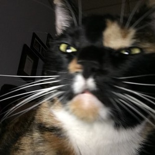 This kitty is a technophobe and clearly hasn't yet mastered how to work a front camera. π