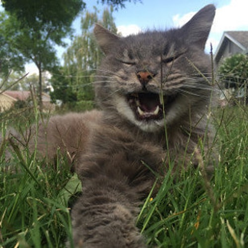 This cat was trying to take a selfie and captured himself yawning. π΄