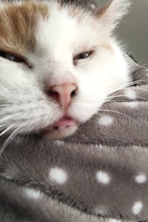 This cat's camera roll is just evidence that she's had enough. π