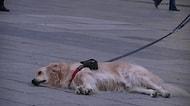 Sokak Sanatçısının Performansını Dinlemeyi Bırakıp Gitmek İstemeyen Köpek