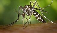 7 удивительных причин, по которым комары кусают вас чаще