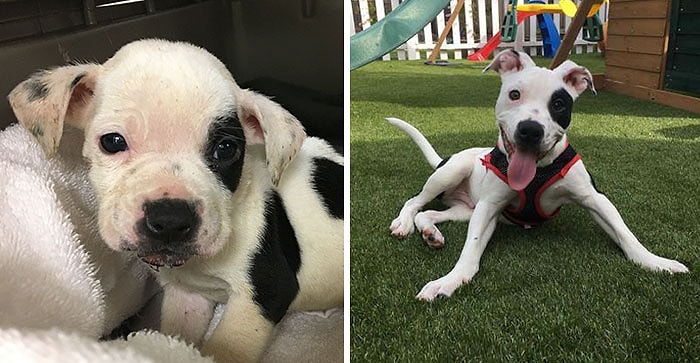 Bir Parkta Ölüme Terk Edilen, Diğerlerinden 'Farklı' Köpeğin İçinizi Isıtacak Hayata Tutunma Hikayesi