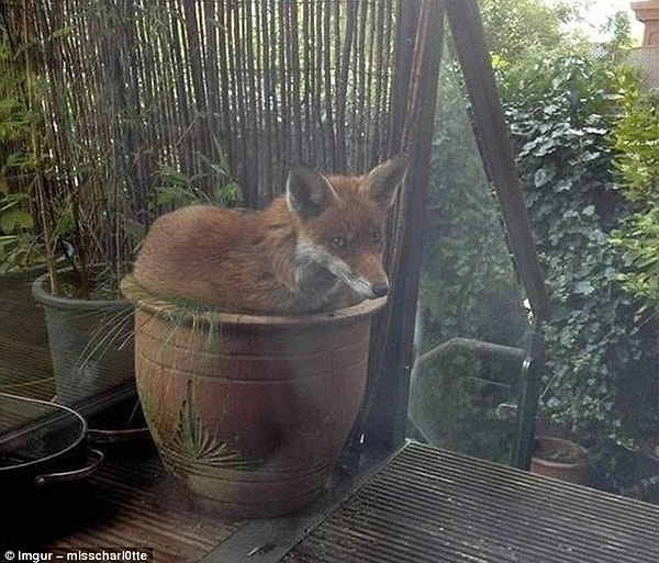 6. Кажется, эту лису очень смутило, что ее застали в таком виде