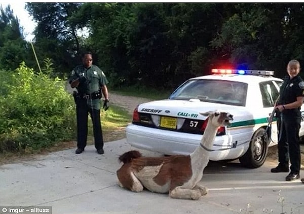 19. Лама убежала со своей фермы, и потребовалось 3 полицейских, чтобы вернуть ее домой. Лама была довольно упертая