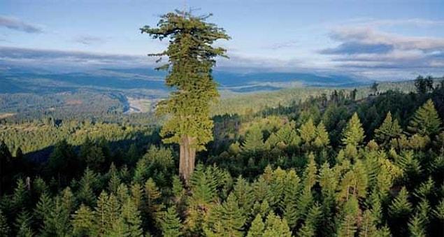 11. The tallest tree on Earth (California, USA): 337 feet tall (115 m).