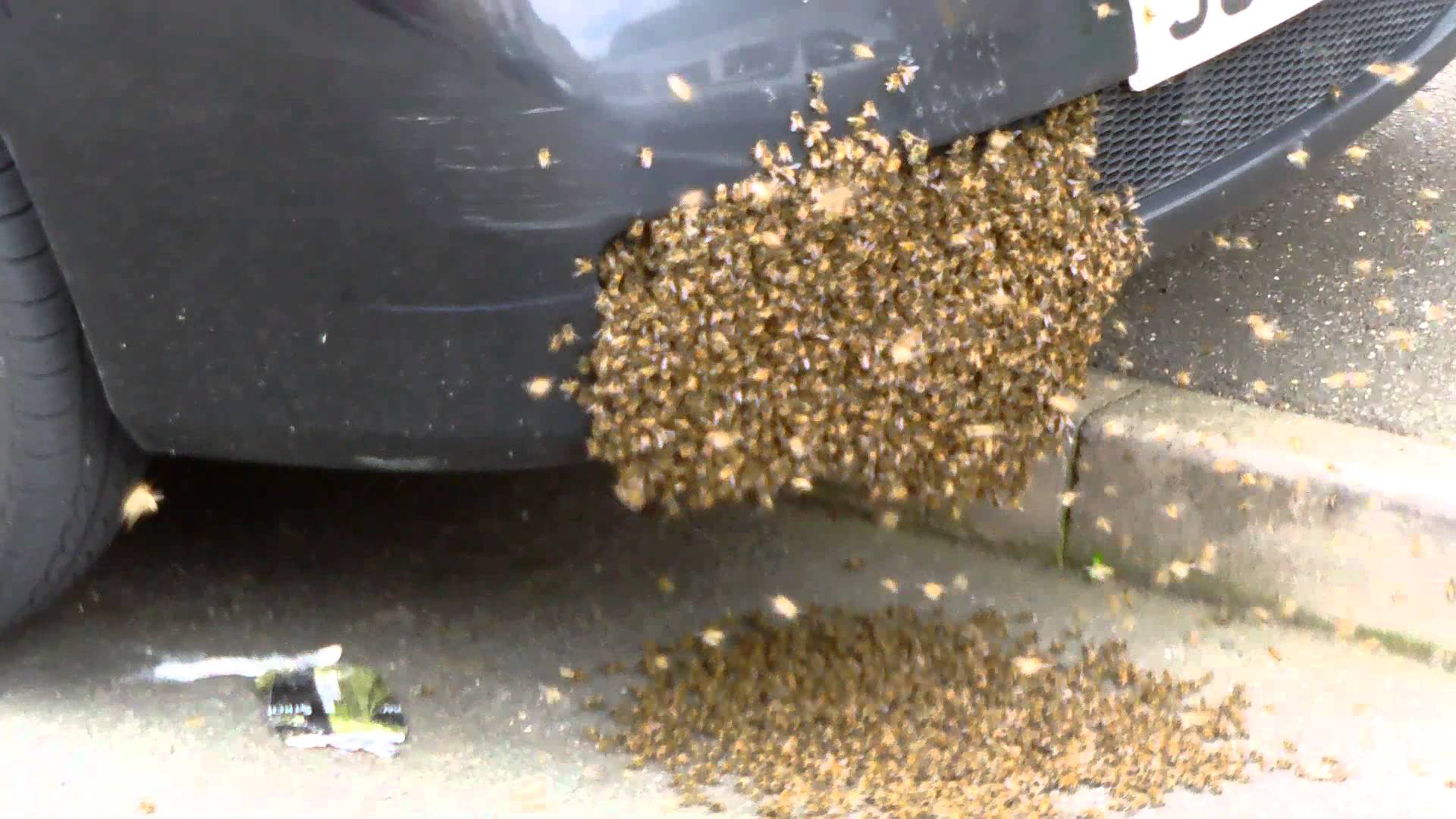 the creepiest hornet s nest was found and it looks like an actual