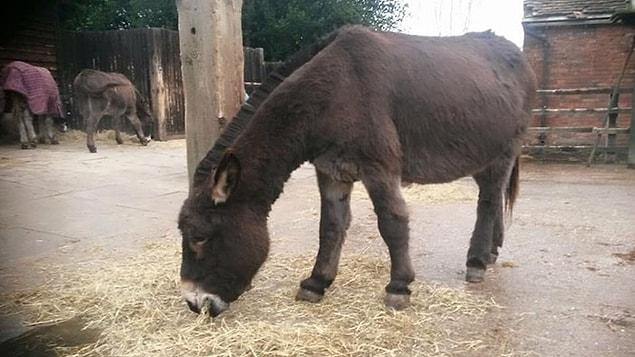 Life's been so difficult for both Amber and her therapy donkey Shocks...