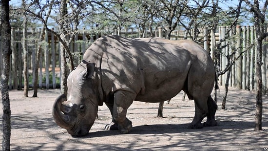 Türünün Son Örneği Beyaz Gergedan, Soyunu Devam Ettirebilmek İçin Tinder'da