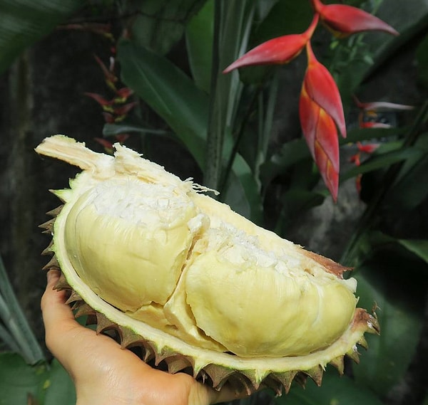 4. ''Durian'' - Таиланд