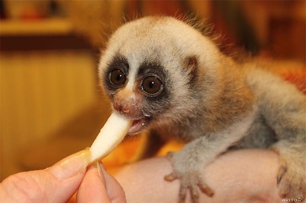 Вы выбрали лемура!