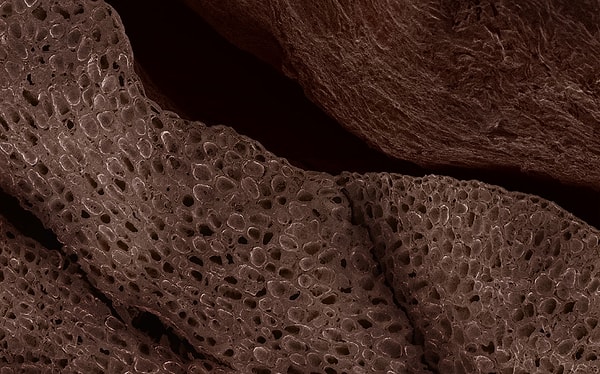 14. Неужели это кофейный боб?