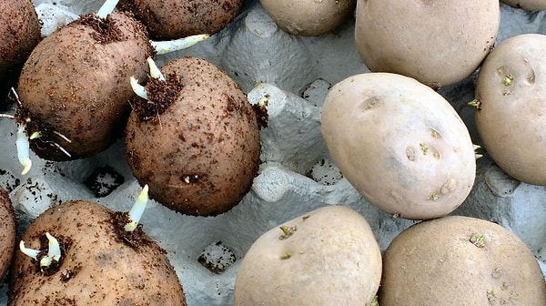 7. Картофель