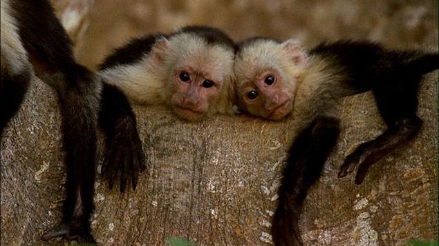 6. The capuchin monkeys questioning life.