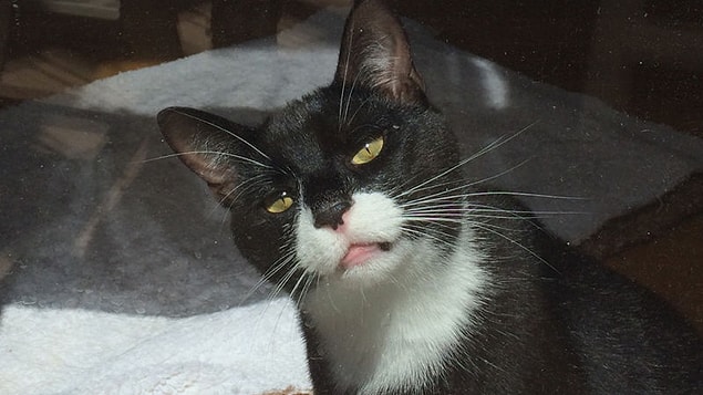 9. A cat saying give me my green.