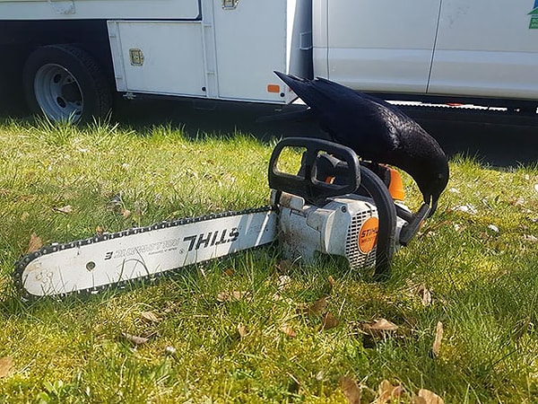 17. Страшно подумать о том, что задумала эта ворона