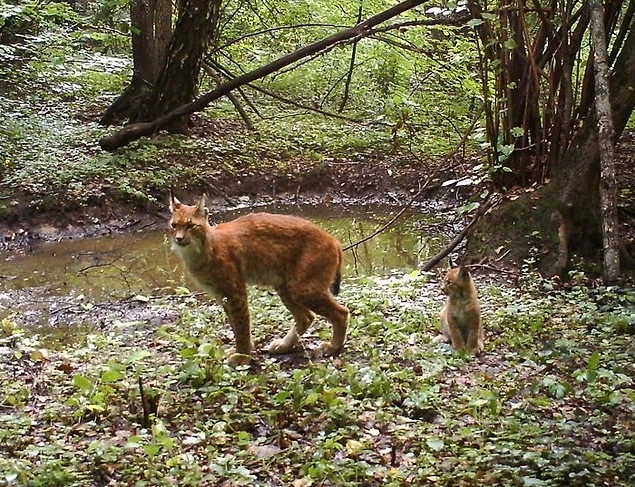 Самка рыси пришла на водопой с котенком