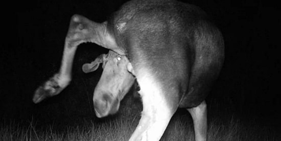 Жизнь без людей: вы не поверите, что происходит в Чернобыле через 30 лет после трагедии