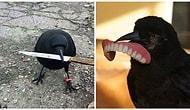 20 фото, доказывающих, что вороны самые вредные птицы в мире