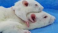 Scientists Created A Two-Headed Rat And Yes By Making A Head Transplant!