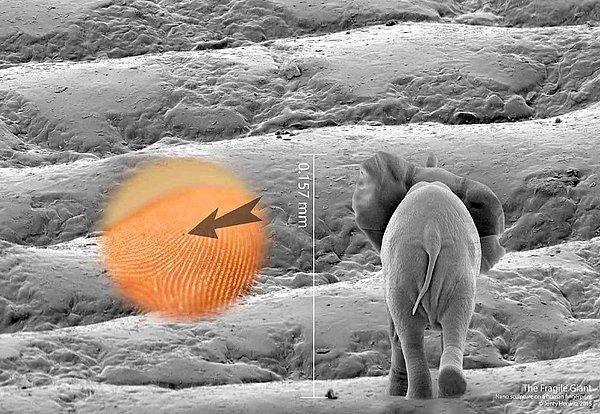 12. Jonty Hurwitz'ten bir nano-sanat örneği. Parmak izi üzerinde yürüyen fil.