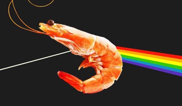 15. There's a newly discovered type of pistol shrimp in the eastern Pacific that's been named Synalpheus pinkfloydi (after Pink Floyd).