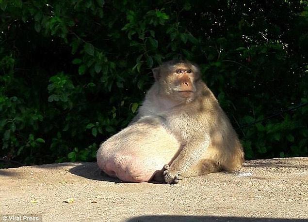 Kanjana Nittaya said: 'We believe the monkey is suffering from obesity because a great number of people come there and feed it. It is probably just sitting there and overeating.'